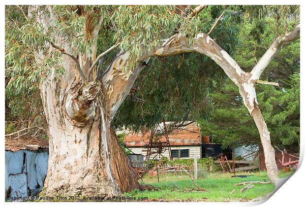 The Old Gum Tree Print by Pauline Tims