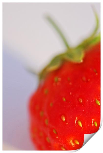 Strawberry Print by Phil Clements