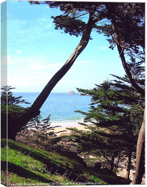 NA Sea view through the Pines Canvas Print by james richmond