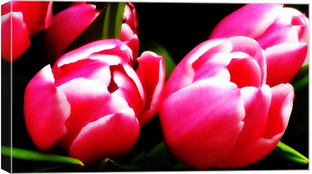 Tulip Bloom Canvas Print by Louise Godwin