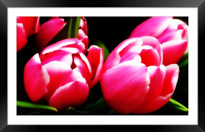 Tulip Bloom Framed Mounted Print by Louise Godwin