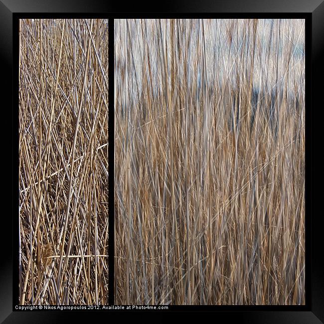 Reeds abstract 2 Framed Print by Alfani Photography