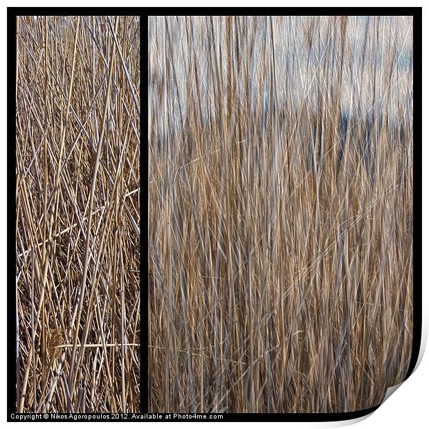 Reeds abstract 2 Print by Alfani Photography