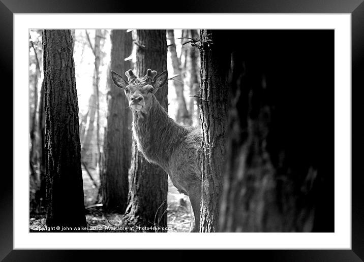 Young Stag Framed Mounted Print by john walker