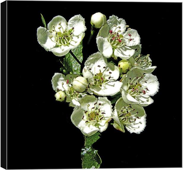 Apple Blossom Canvas Print by Derek Vines