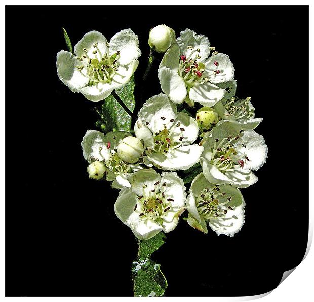 Apple Blossom Print by Derek Vines
