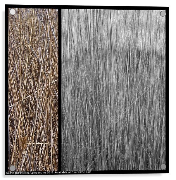 Reeds abstract 3 Acrylic by Alfani Photography