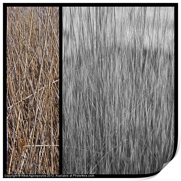 Reeds abstract 3 Print by Alfani Photography