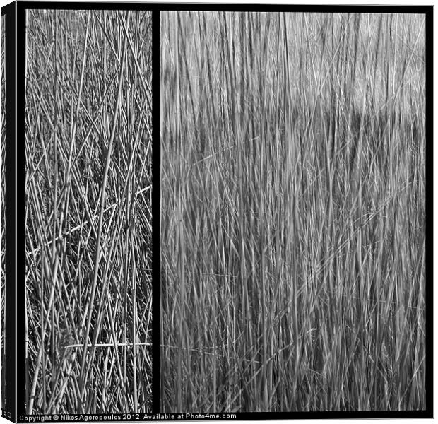 Reeds abstract 4 Canvas Print by Alfani Photography