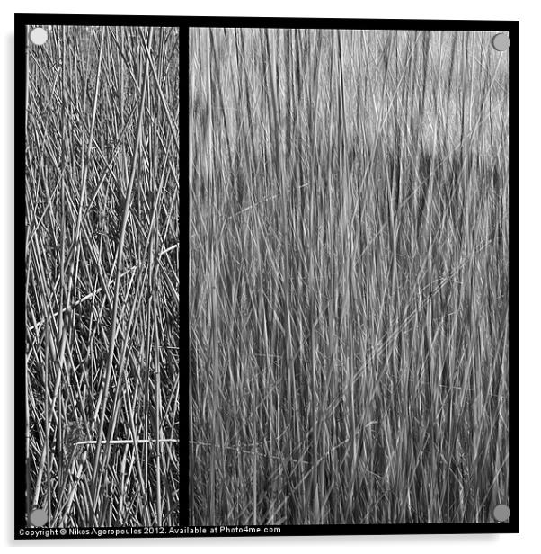 Reeds abstract 4 Acrylic by Alfani Photography