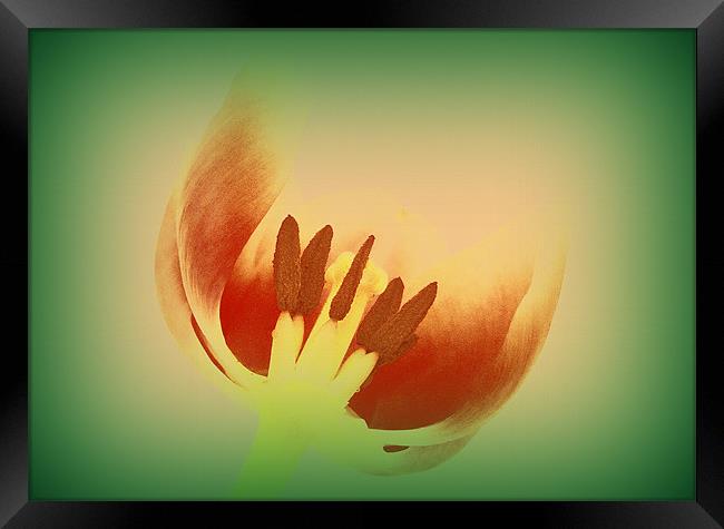 Tulip Centre Framed Print by Louise Godwin
