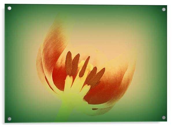 Tulip Centre Acrylic by Louise Godwin