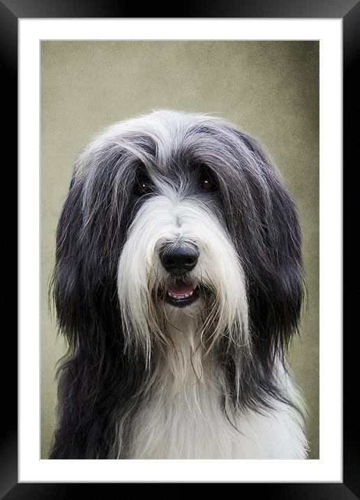 Bearded Collie Dog Framed Mounted Print by Lynne Davies