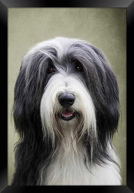 Bearded Collie Dog Framed Print by Lynne Davies