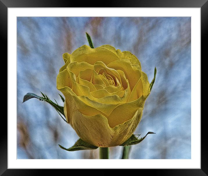 rose Framed Mounted Print by sue davies