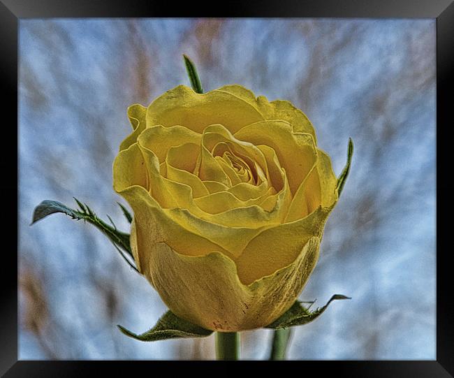 rose Framed Print by sue davies