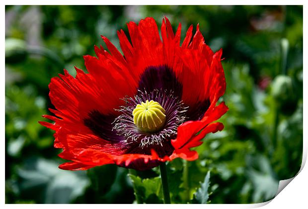 Perfect Poppy Print by Zechariah Richardson