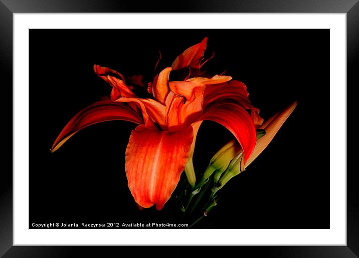 orange lily Framed Mounted Print by Jolanta  Raczynska