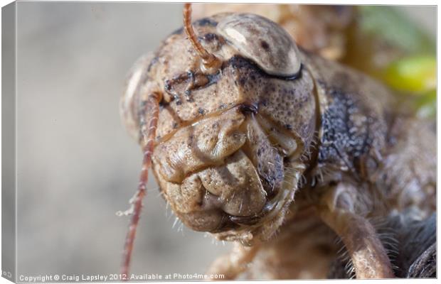 close-up of a crickets face Canvas Print by Craig Lapsley