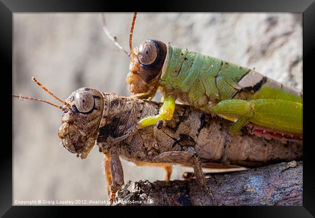 two crickets mating Framed Print by Craig Lapsley