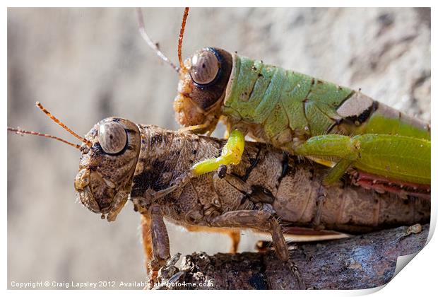 two crickets mating Print by Craig Lapsley