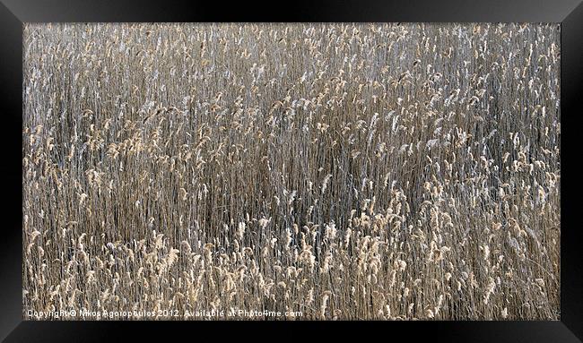 Reed waves Framed Print by Alfani Photography