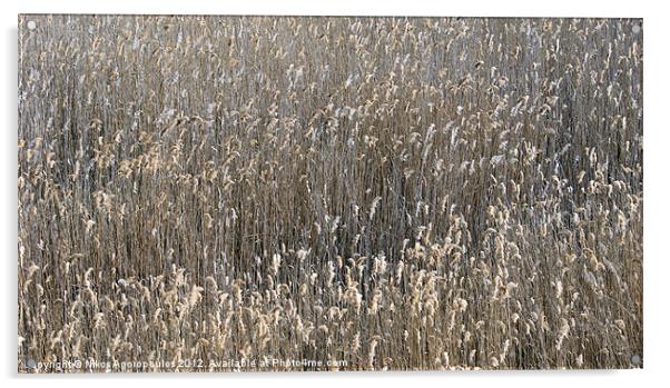 Reed waves Acrylic by Alfani Photography
