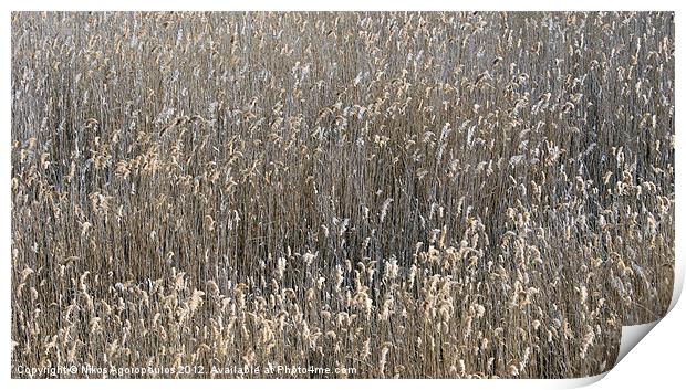 Reed waves Print by Alfani Photography