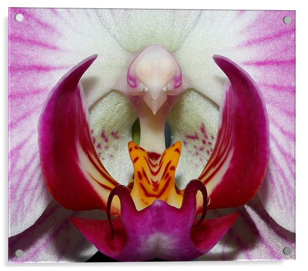 Phoenix !! Acrylic by Andy Allen
