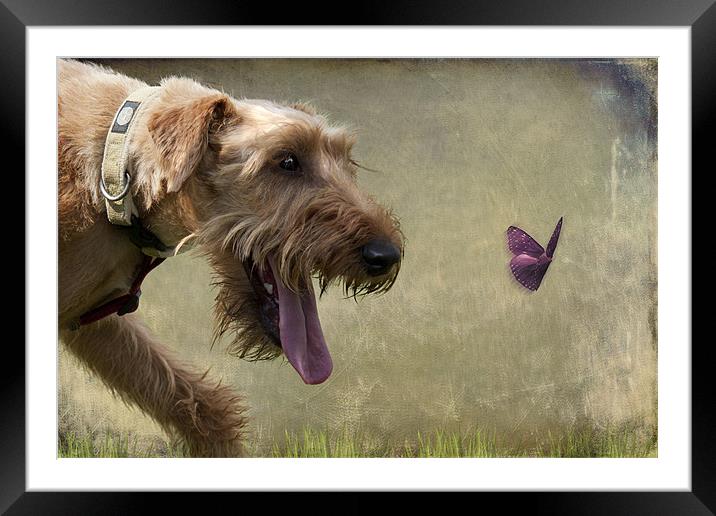Irish Terrier Framed Mounted Print by Lynne Davies