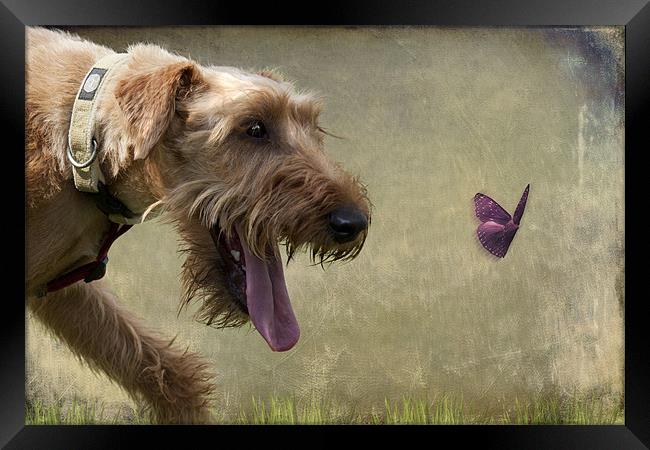 Irish Terrier Framed Print by Lynne Davies