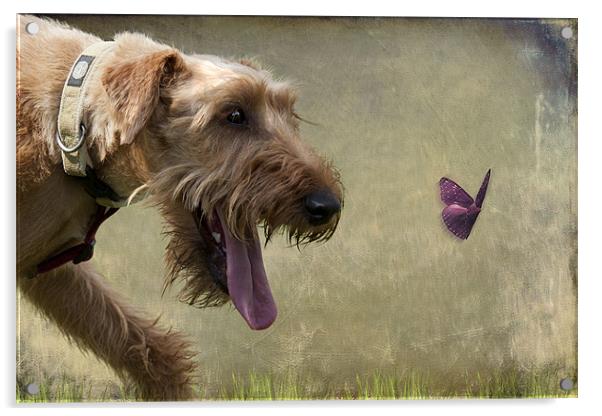 Irish Terrier Acrylic by Lynne Davies