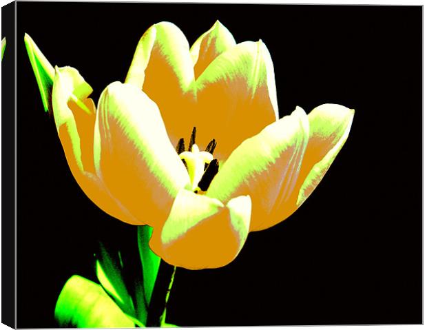 Yellow Abstract Tulip Canvas Print by Louise Godwin