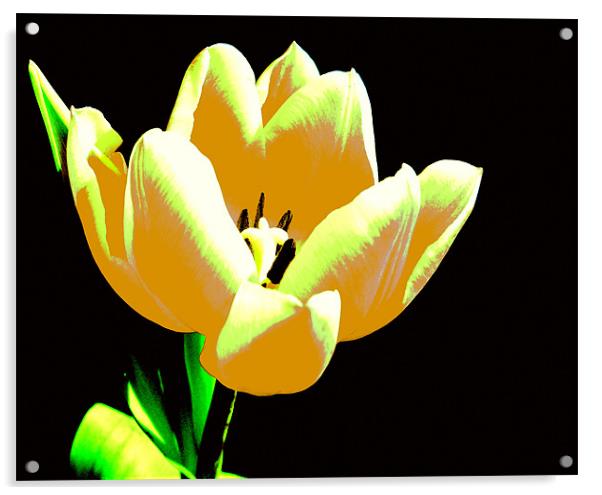Yellow Abstract Tulip Acrylic by Louise Godwin