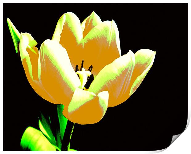 Yellow Abstract Tulip Print by Louise Godwin