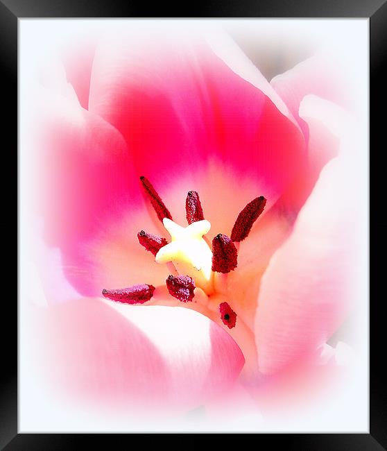 Beautiful Tulip Framed Print by Louise Godwin