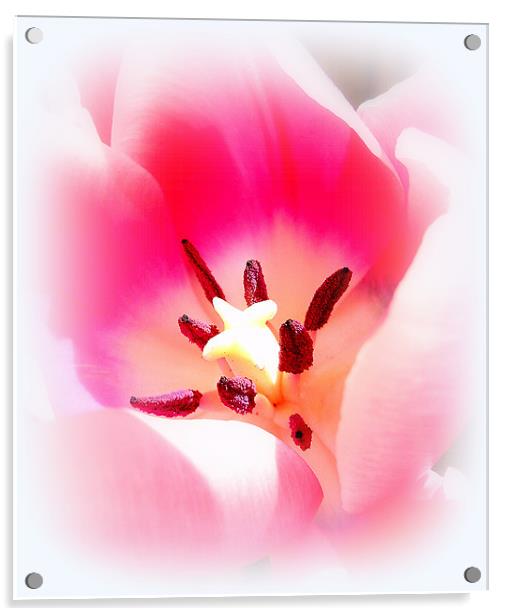 Beautiful Tulip Acrylic by Louise Godwin