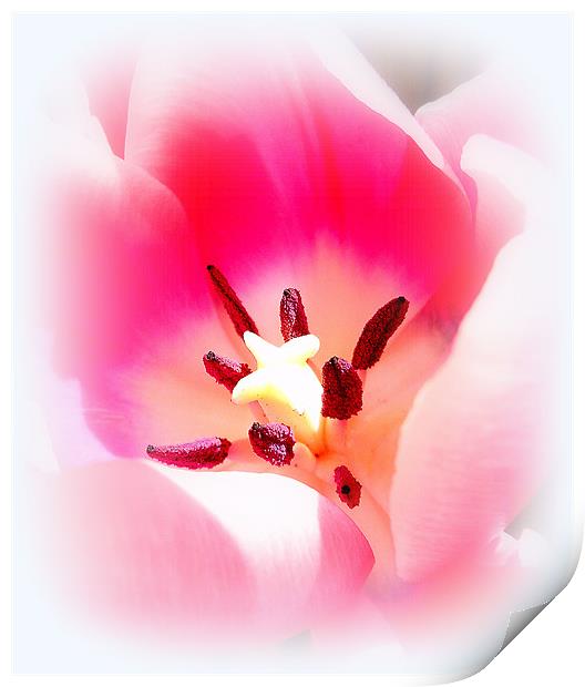 Beautiful Tulip Print by Louise Godwin