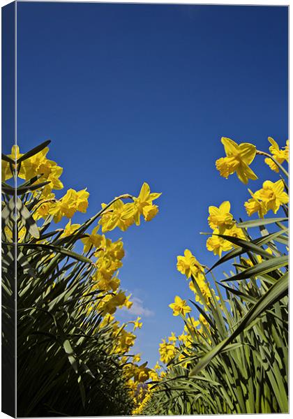 Daffodils a worms eye view Canvas Print by Paul Macro