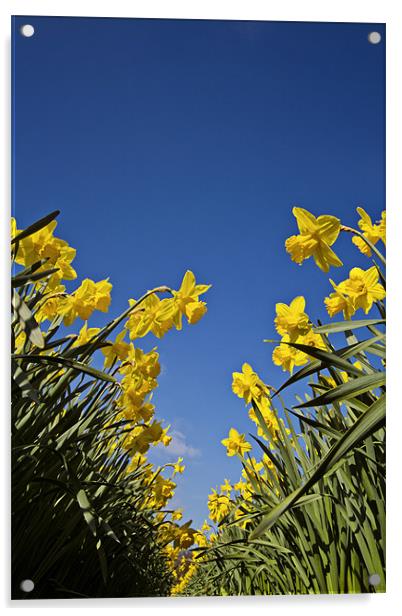 Daffodils a worms eye view Acrylic by Paul Macro