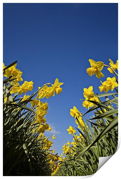 Daffodils a worms eye view Print by Paul Macro