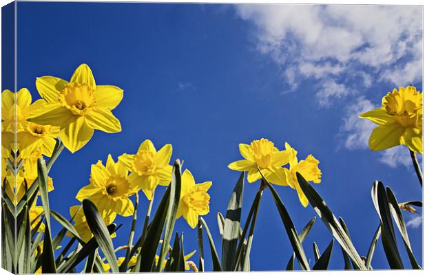Daffodils a Worms Eye View Canvas Print by Paul Macro