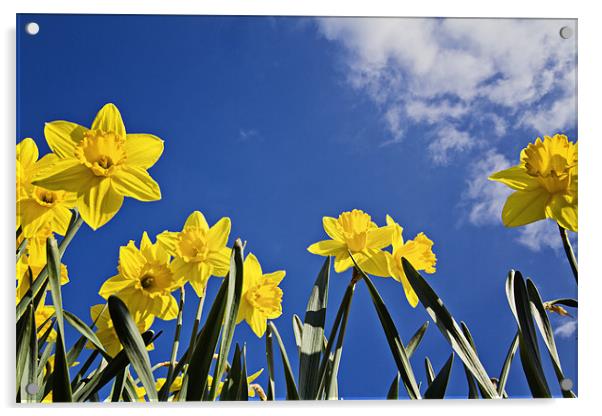Daffodils a Worms Eye View Acrylic by Paul Macro