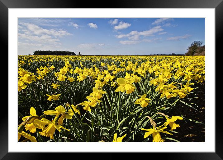 Fields of Gold Framed Mounted Print by Paul Macro