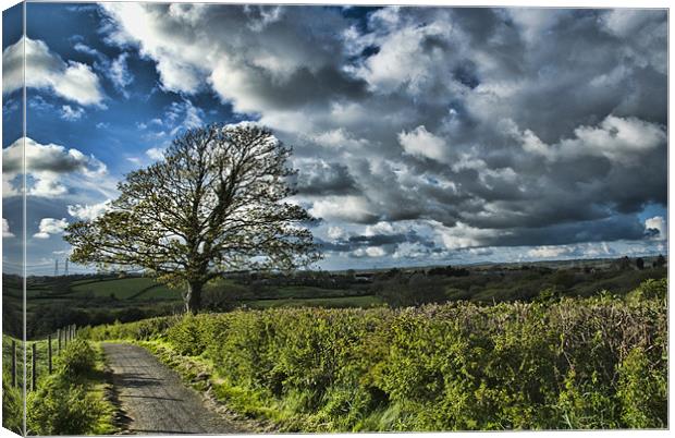 Sycamore Tree Canvas Print by Steve Purnell