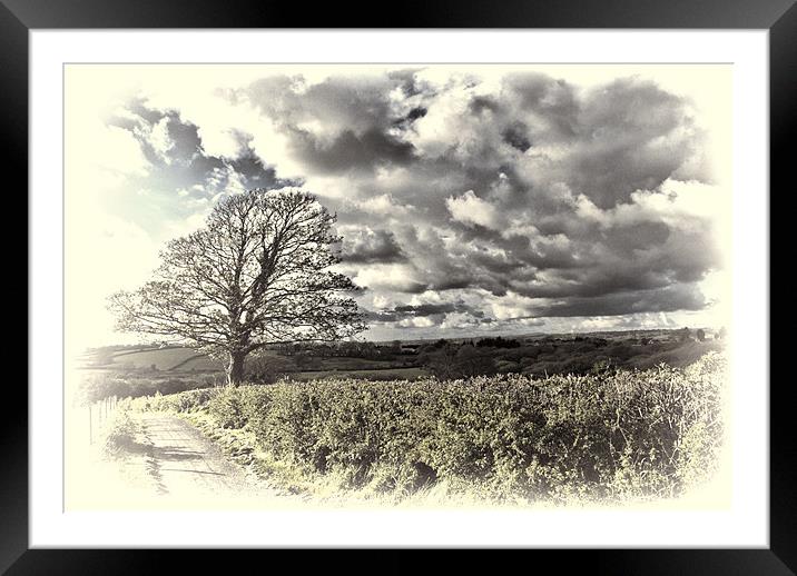Sycamore Tree Toned Framed Mounted Print by Steve Purnell