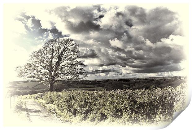 Sycamore Tree Toned Print by Steve Purnell