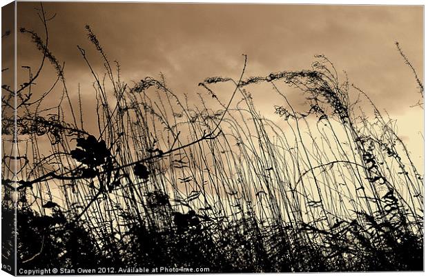 Grass and Sky Canvas Print by Stan Owen