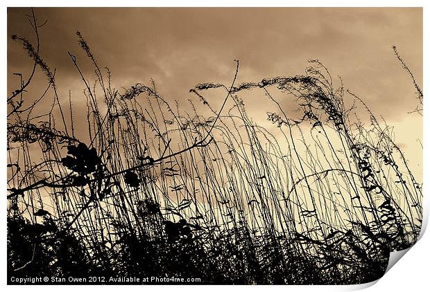Grass and Sky Print by Stan Owen