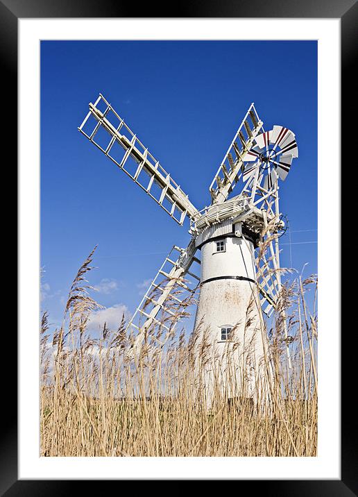 Thurne Mill through the reeds Framed Mounted Print by Paul Macro